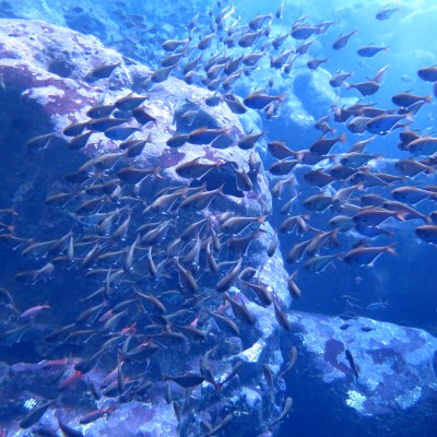 A school of fish swimming in the grotto