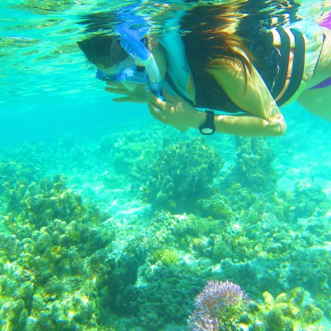 A woman looking at a coral reef while snorkeling