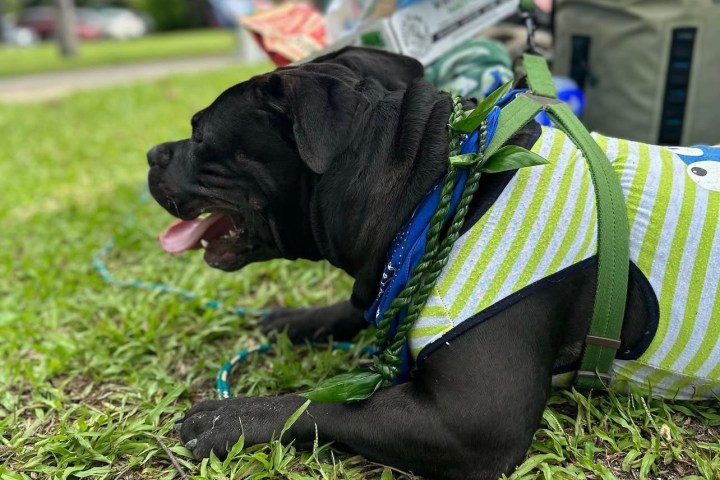 Black dog in striped shirt lying on grass, tongue out, with camping gear nearby.