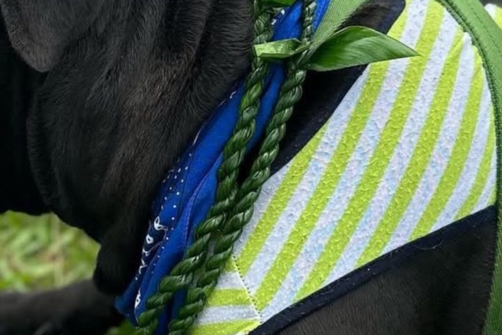Dog wearing a striped harness and green braided lei, lying on grass.